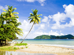 Palm Tree