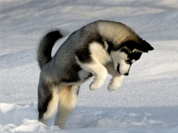 Husky